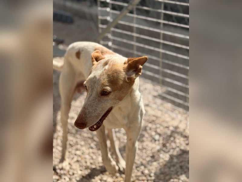 Clint, ein sanfter Begleiter mit Lebenserfahrung