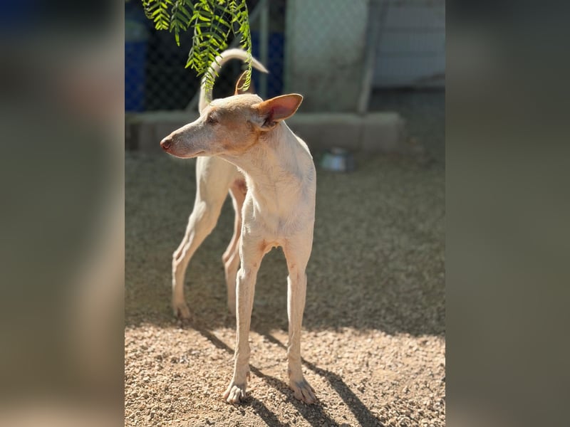 Clint, ein sanfter Begleiter mit Lebenserfahrung