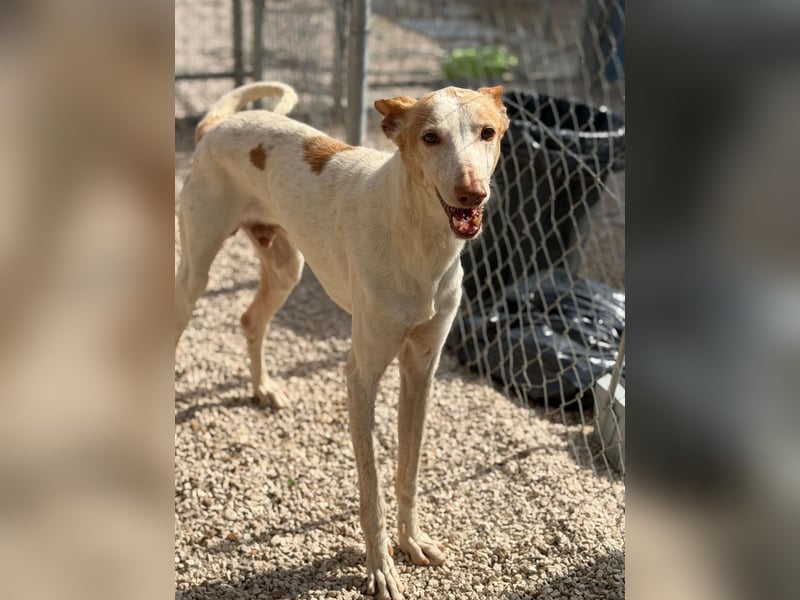 Clint, ein sanfter Begleiter mit Lebenserfahrung