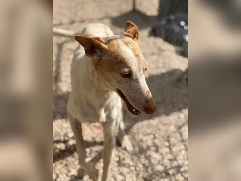 Clint, ein sanfter Begleiter mit Lebenserfahrung