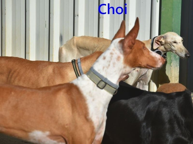 Choi geb. 10/2023 (ESP) - verspielter, ausgeglichener und sozialer Podenco Ibicenco!