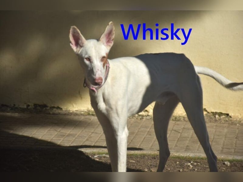 Whisky geb. 08/2023 (ESP) - wundervoller, sozialer und menschenbezogener Podenco Ibicenco!