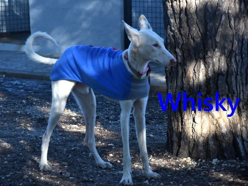 Whisky geb. 08/2023 (ESP) - wundervoller, sozialer und menschenbezogener Podenco Ibicenco!