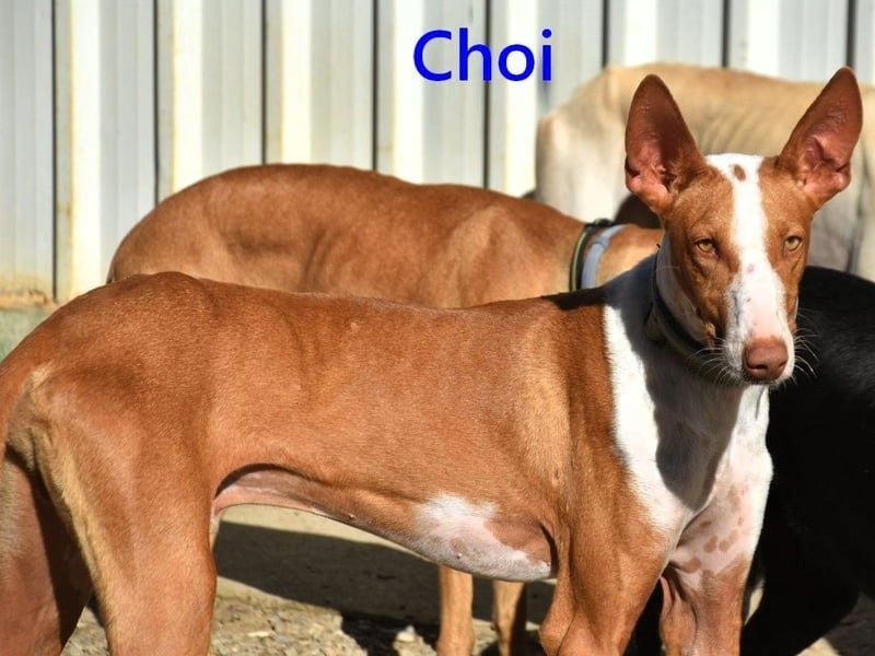 Choi geb. 10/2023 (ESP) - verspielter, ausgeglichener und sozialer Podenco Ibicenco!