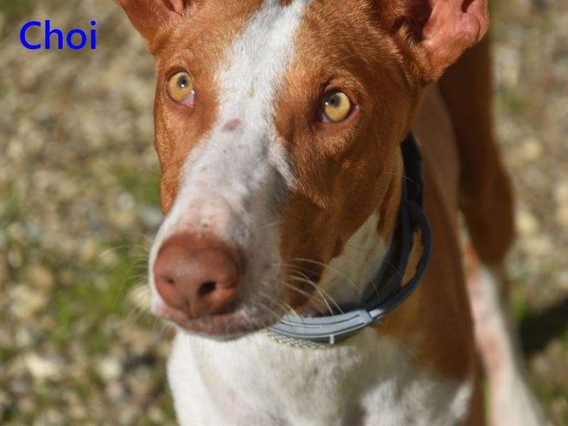 Choi geb. 10/2023 (ESP) - verspielter, ausgeglichener und sozialer Podenco Ibicenco!