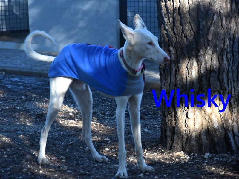 Whisky geb. 08/2023 (ESP) - wundervoller, sozialer und menschenbezogener Podenco Ibicenco!