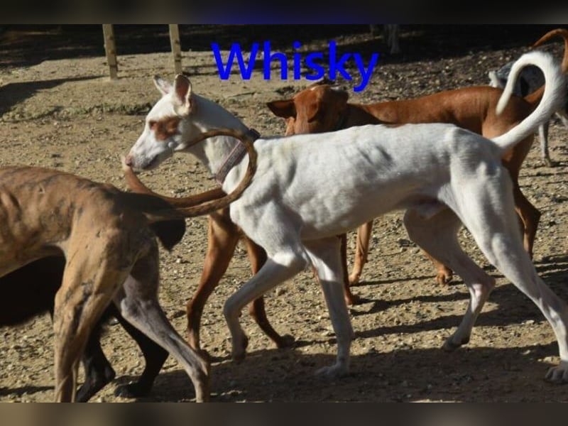 Whisky geb. 08/2023 (ESP) - wundervoller, sozialer und menschenbezogener Podenco Ibicenco!