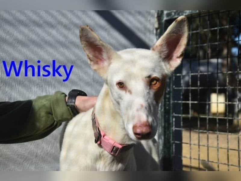 Whisky geb. 08/2023 (ESP) - wundervoller, sozialer und menschenbezogener Podenco Ibicenco!