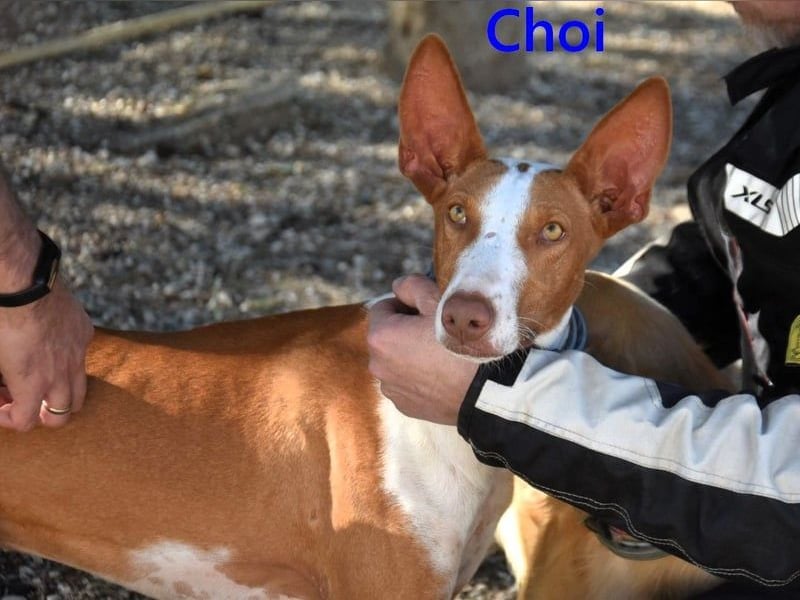 Choi geb. 10/2023 (ESP) - verspielter, ausgeglichener und sozialer Podenco Ibicenco!