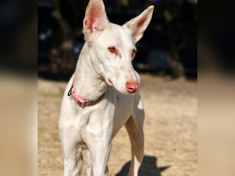 Whisky geb. 08/2023 (ESP) - wundervoller, sozialer und menschenbezogener Podenco Ibicenco!