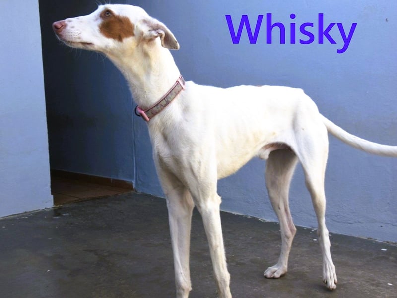Whisky geb. 08/2023 (ESP) - wundervoller, sozialer und menschenbezogener Podenco Ibicenco!