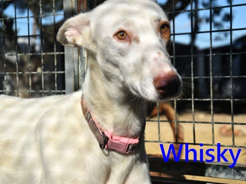 Whisky geb. 08/2023 (ESP) - wundervoller, sozialer und menschenbezogener Podenco Ibicenco!