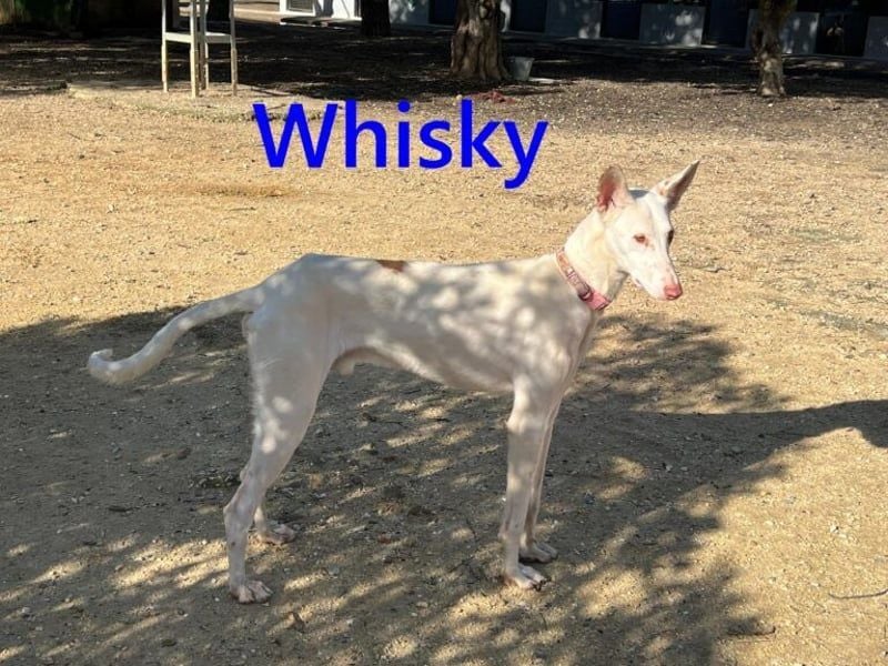 Whisky geb. 08/2023 (ESP) - wundervoller, sozialer und menschenbezogener Podenco Ibicenco!