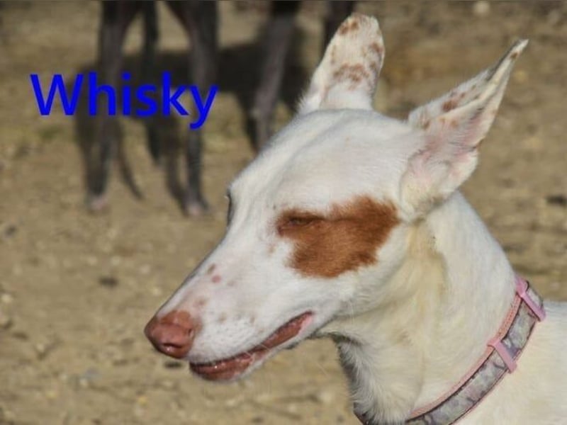 Whisky geb. 08/2023 (ESP) - wundervoller, sozialer und menschenbezogener Podenco Ibicenco!