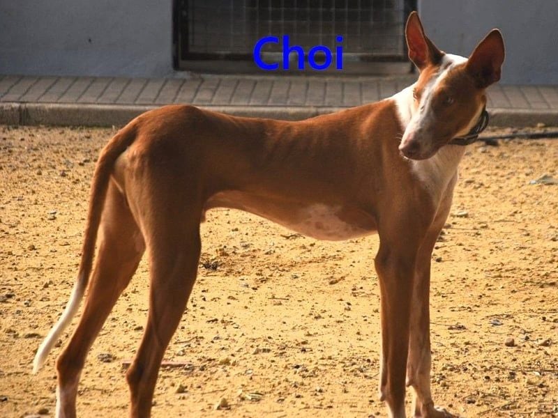 Choi geb. 10/2023 (ESP) - verspielter, ausgeglichener und sozialer Podenco Ibicenco!