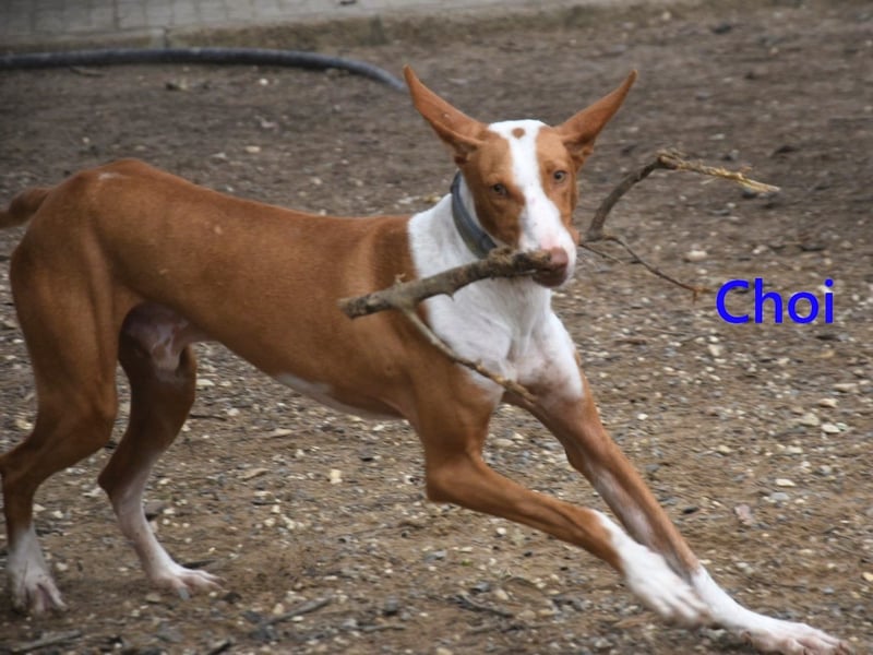 Choi geb. 10/2023 (ESP) - verspielter, ausgeglichener und sozialer Podenco Ibicenco!