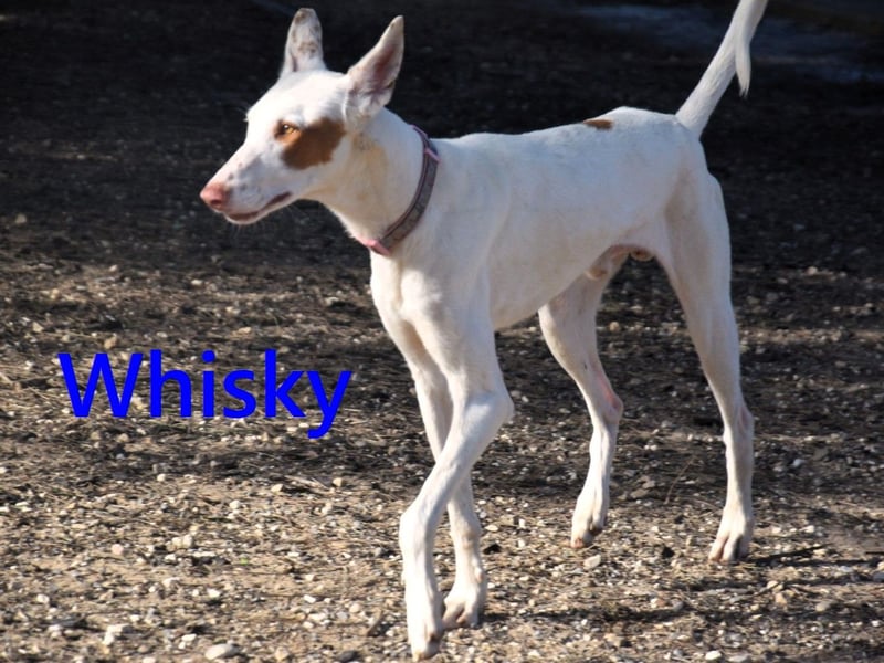 Whisky geb. 08/2023 (ESP) - wundervoller, sozialer und menschenbezogener Podenco Ibicenco!
