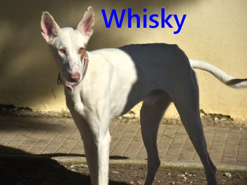 Whisky geb. 08/2023 (ESP) - wundervoller, sozialer und menschenbezogener Podenco Ibicenco!