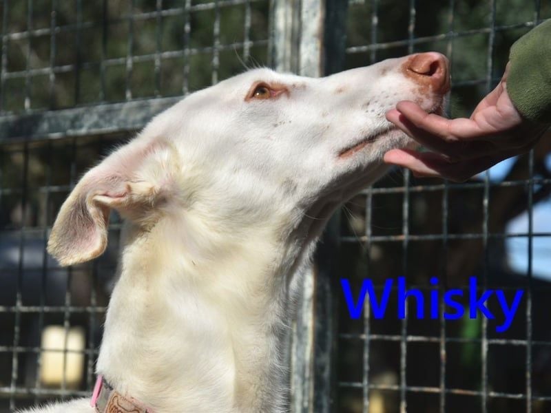 Whisky geb. 08/2023 (ESP) - wundervoller, sozialer und menschenbezogener Podenco Ibicenco!