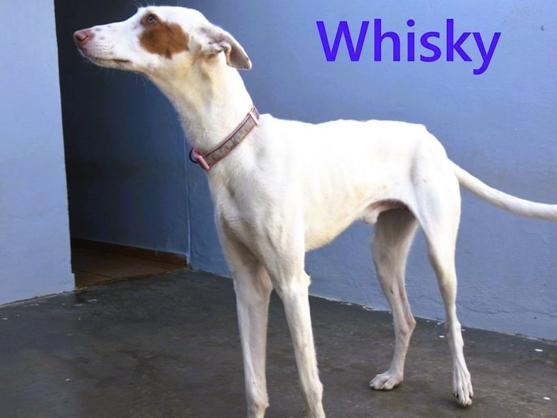Whisky geb. 08/2023 (ESP) - wundervoller, sozialer und menschenbezogener Podenco Ibicenco!