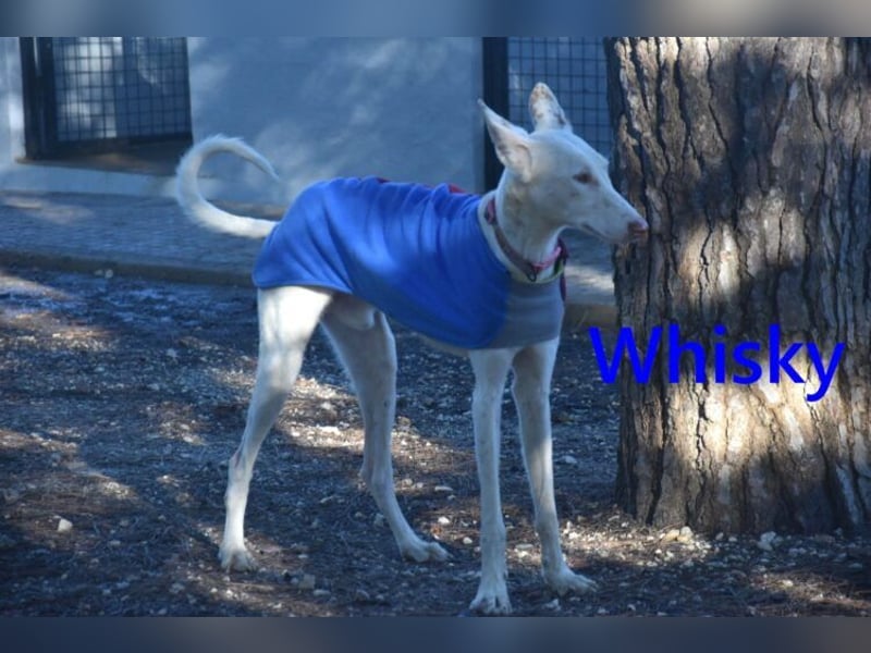 Whisky geb. 08/2023 (ESP) - wundervoller, sozialer und menschenbezogener Podenco Ibicenco!