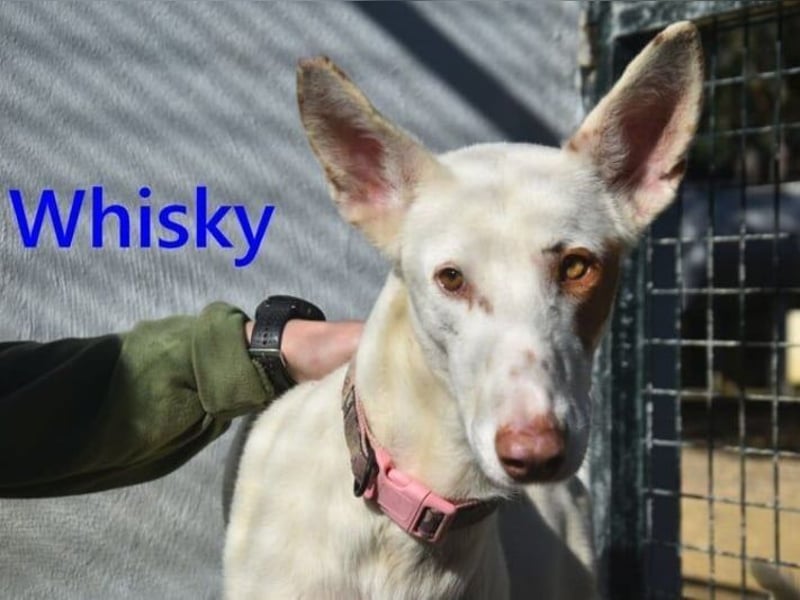 Whisky geb. 08/2023 (ESP) - wundervoller, sozialer und menschenbezogener Podenco Ibicenco!