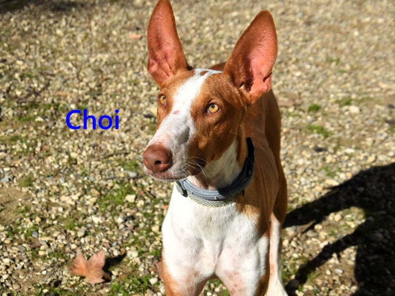 Choi geb. 10/2023 (ESP) - verspielter, ausgeglichener und sozialer Podenco Ibicenco!
