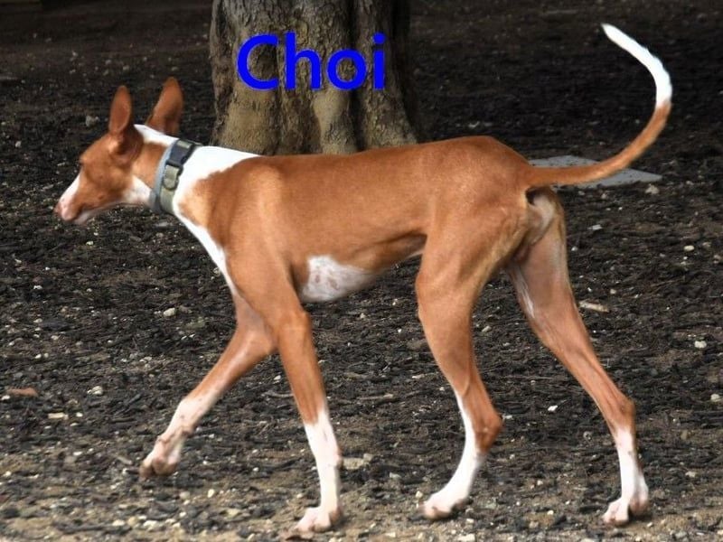 Choi geb. 10/2023 (ESP) - verspielter, ausgeglichener und sozialer Podenco Ibicenco!