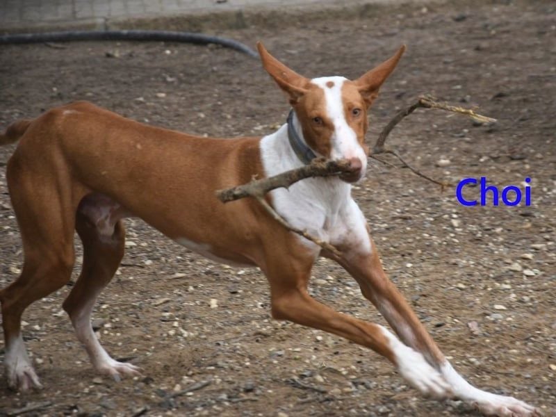 Choi geb. 10/2023 (ESP) - verspielter, ausgeglichener und sozialer Podenco Ibicenco!