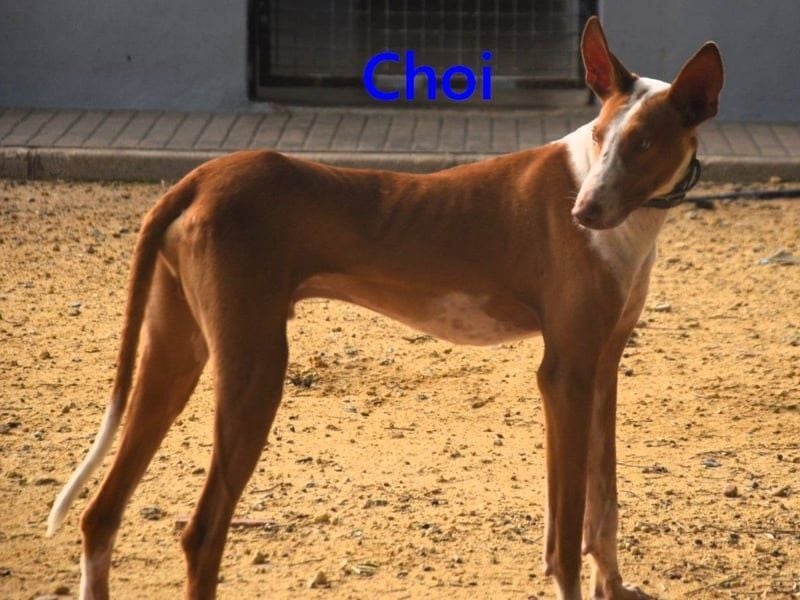 Choi geb. 10/2023 (ESP) - verspielter, ausgeglichener und sozialer Podenco Ibicenco!