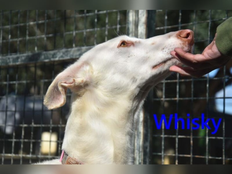 Whisky geb. 08/2023 (ESP) - wundervoller, sozialer und menschenbezogener Podenco Ibicenco!