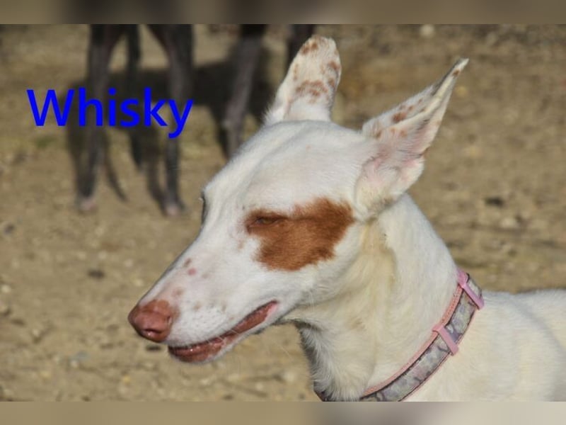 Whisky geb. 08/2023 (ESP) - wundervoller, sozialer und menschenbezogener Podenco Ibicenco!