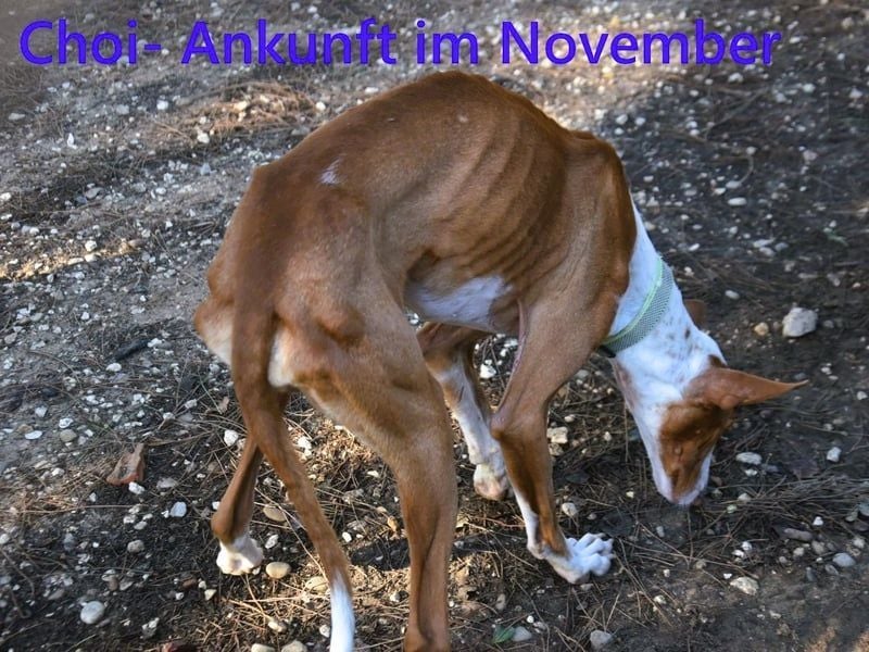 Choi geb. 10/2023 (ESP) - verspielter, ausgeglichener und sozialer Podenco Ibicenco!