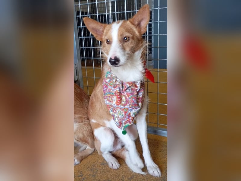 ❤️MARCO❤️   ❗Bereits auf Pflegestelle in Deutschland❗