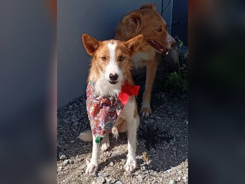 ❤️MARCO❤️   ❗Bereits auf Pflegestelle in Deutschland❗