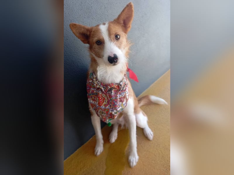 ❤️MARCO❤️   ❗Bereits auf Pflegestelle in Deutschland❗