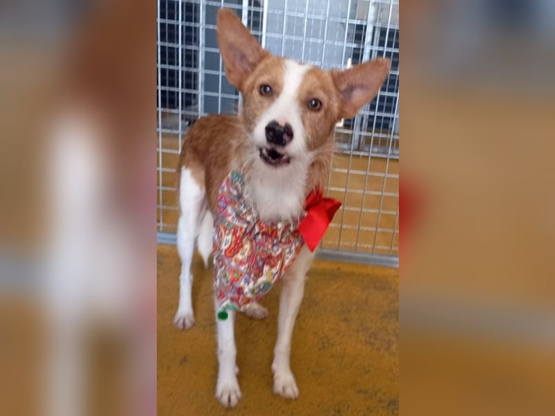 ❤️MARCO❤️   ❗Bereits auf Pflegestelle in Deutschland❗