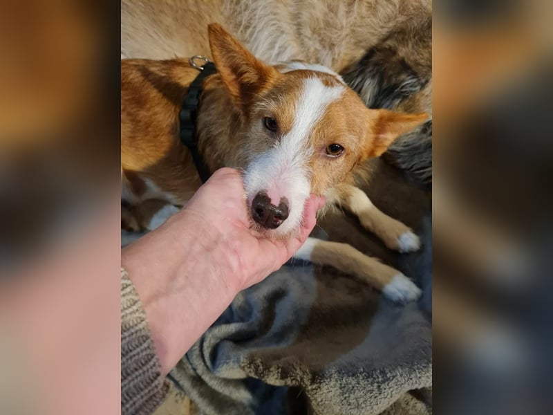 ❤️MARCO❤️     Bereits auf Pflegestelle in Deutschland