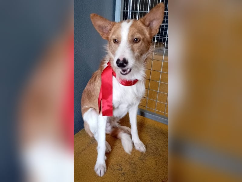 ❤️MARCO❤️   ❗Bereits auf Pflegestelle in Deutschland❗