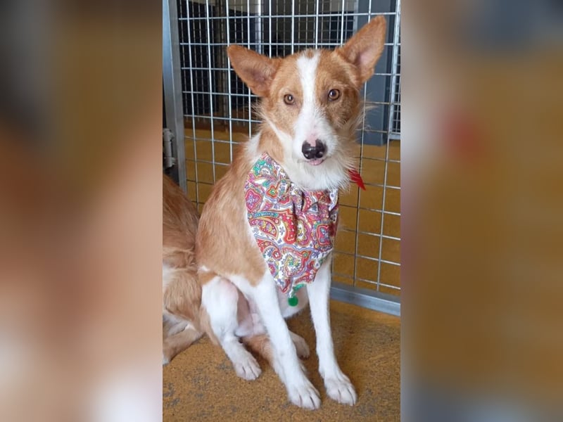 ❤️MARCO❤️   ❗Bereits auf Pflegestelle in Deutschland❗