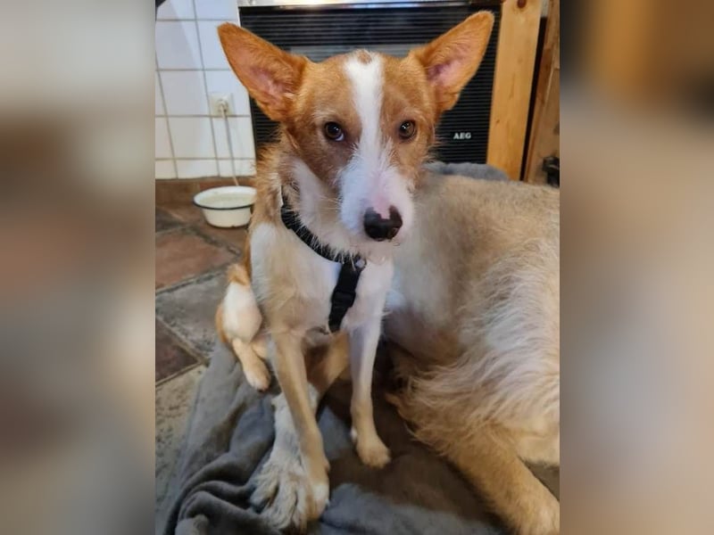 ❤️MARCO❤️     Bereits auf Pflegestelle in Deutschland