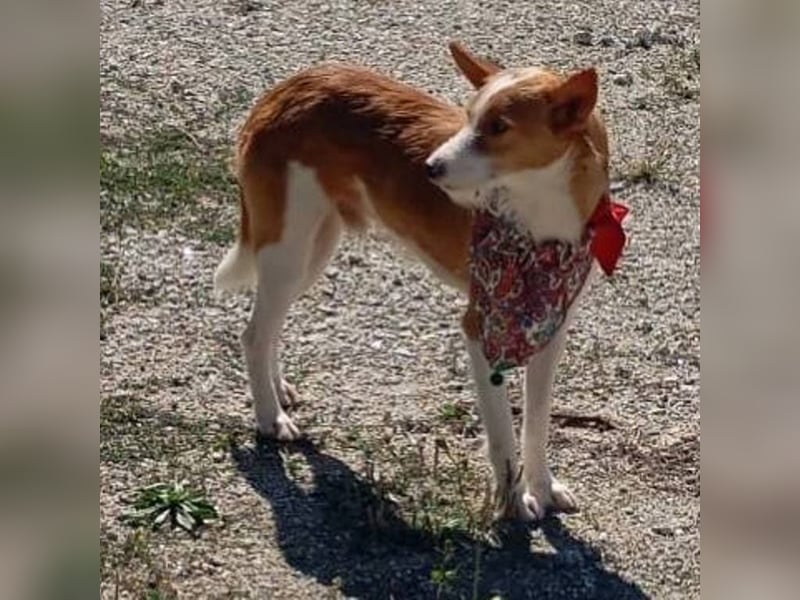 ❤️MARCO❤️   ❗Bereits auf Pflegestelle in Deutschland❗