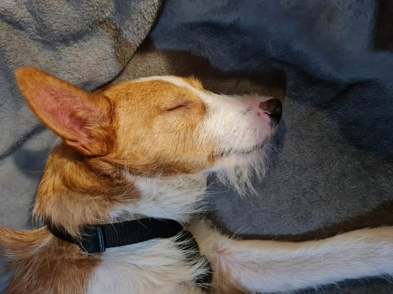 ❤️MARCO❤️     Bereits auf Pflegestelle in Deutschland