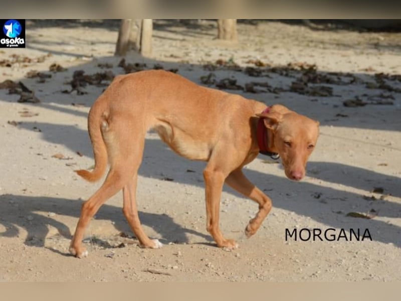 ❤️ MORGANA ❤️