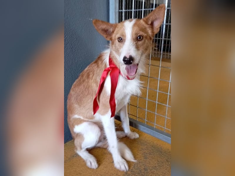 ❤️MARCO❤️   ❗Bereits auf Pflegestelle in Deutschland❗