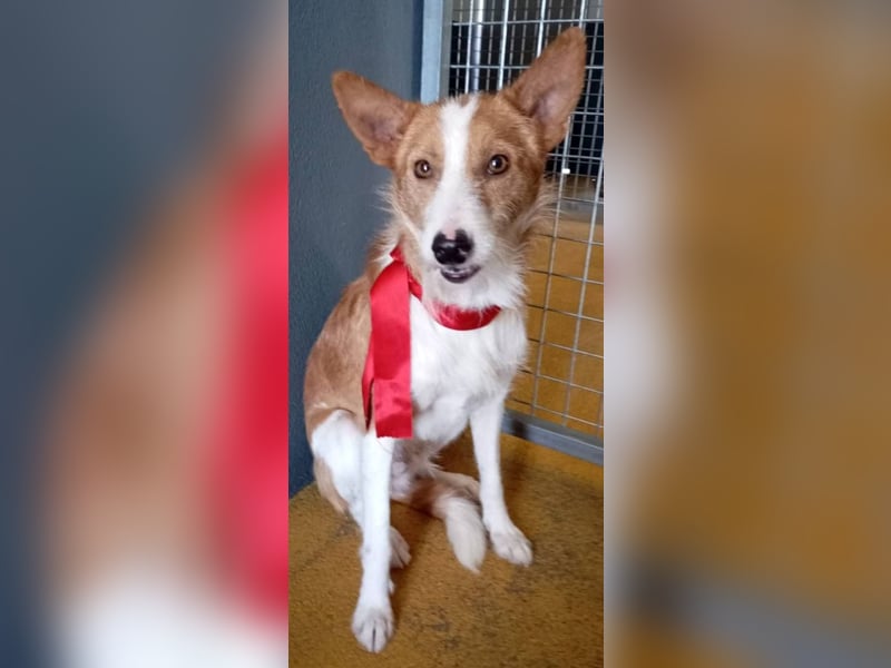 ❤️MARCO❤️   ❗Bereits auf Pflegestelle in Deutschland❗