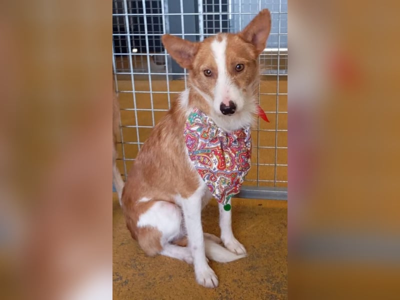 ❤️MARCO❤️   ❗Bereits auf Pflegestelle in Deutschland❗