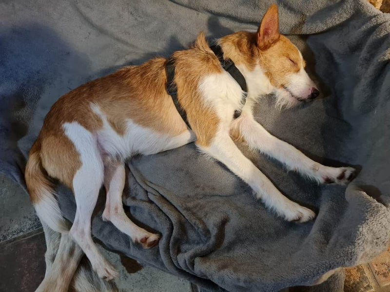 ❤️MARCO❤️     Bereits auf Pflegestelle in Deutschland