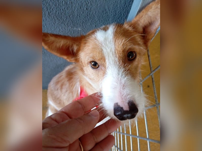 ❤️MARCO❤️   ❗Bereits auf Pflegestelle in Deutschland❗