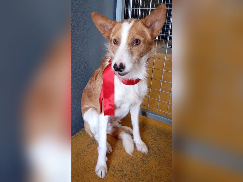 ❤️MARCO❤️   ❗Bereits auf Pflegestelle in Deutschland❗